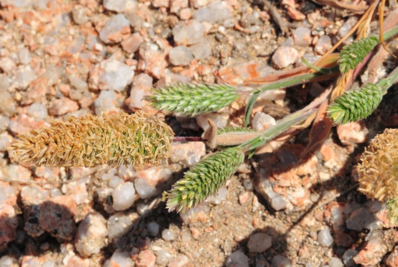 Rostraria litorea / Palo pubescente